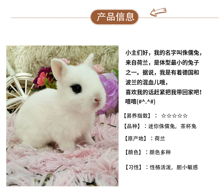 宠物兔子活体垂耳兔黄色侏儒兔宝宝茶杯兔道奇兔幼崽小白兔灰色迷你