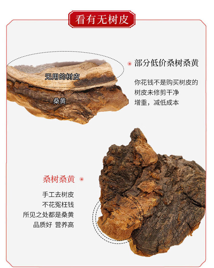 正宗西藏野生桑树桑黄特级金边桑黄整朵桑黄菌灵芝桑臣正品野生桑黄