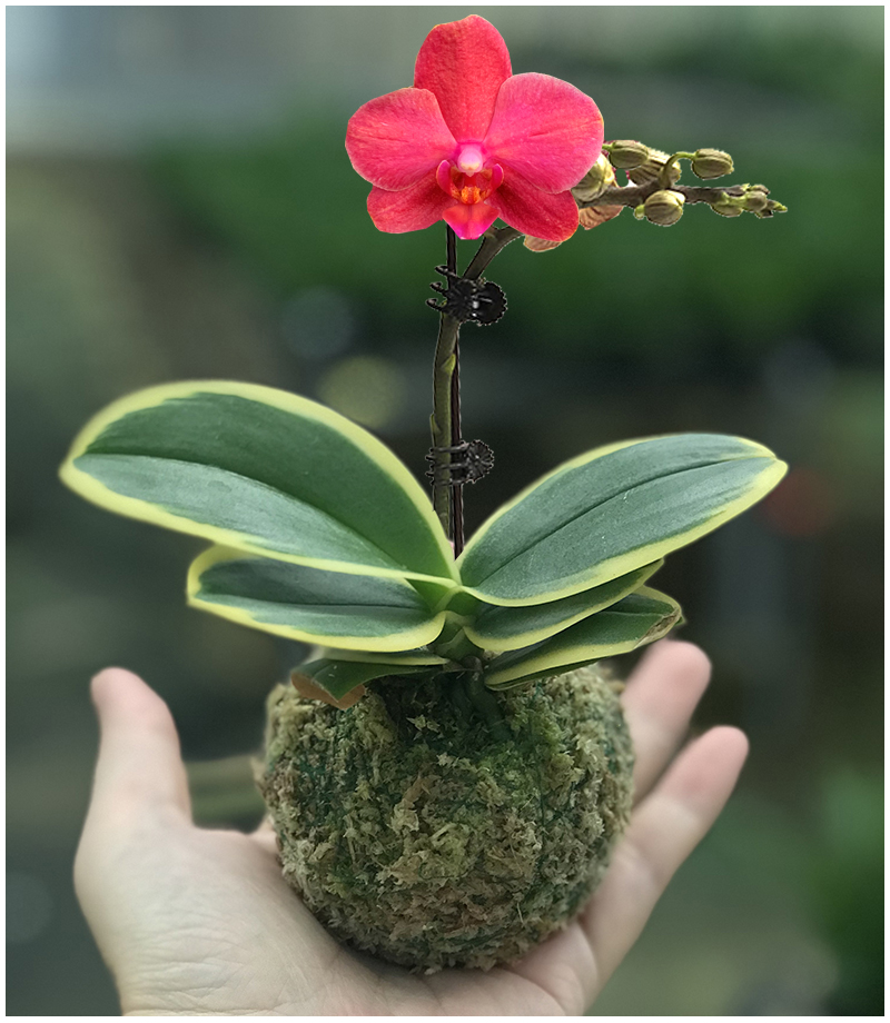 蝴蝶兰迷你金边兰花矮种金叶咖啡带花苞名贵盆栽花卉植物花苗兰草 黑