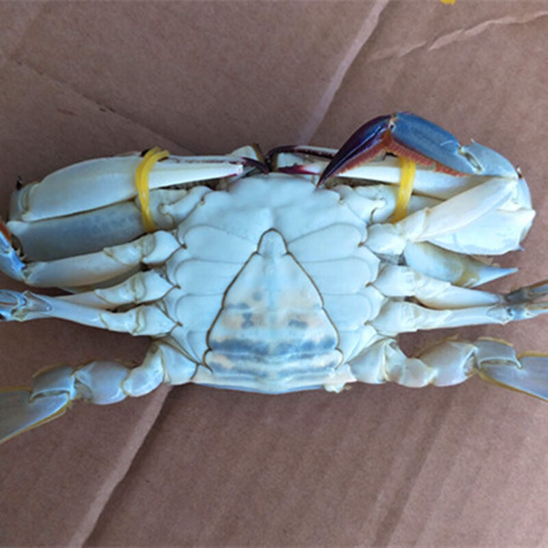 全母梭子蟹1份1斤梭子蟹鲜活急冻二母蟹4斤海鲜鲜活水产冷冻冷冻顺丰