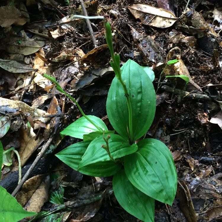 有仁堂鲜品见血清野生新鲜中草药见血青鲜品新鲜见血清5市斤