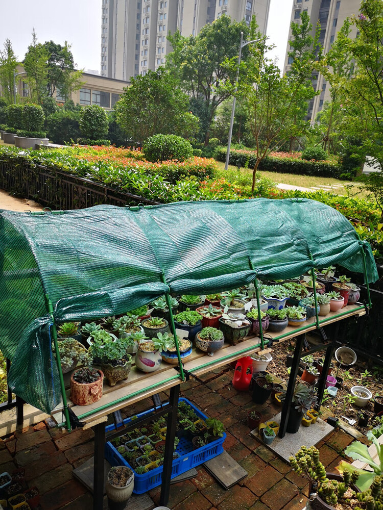 家用温室小花棚花卉暖房冻保温冬季阳台庭院花园花架遮雨棚 11mm双膜