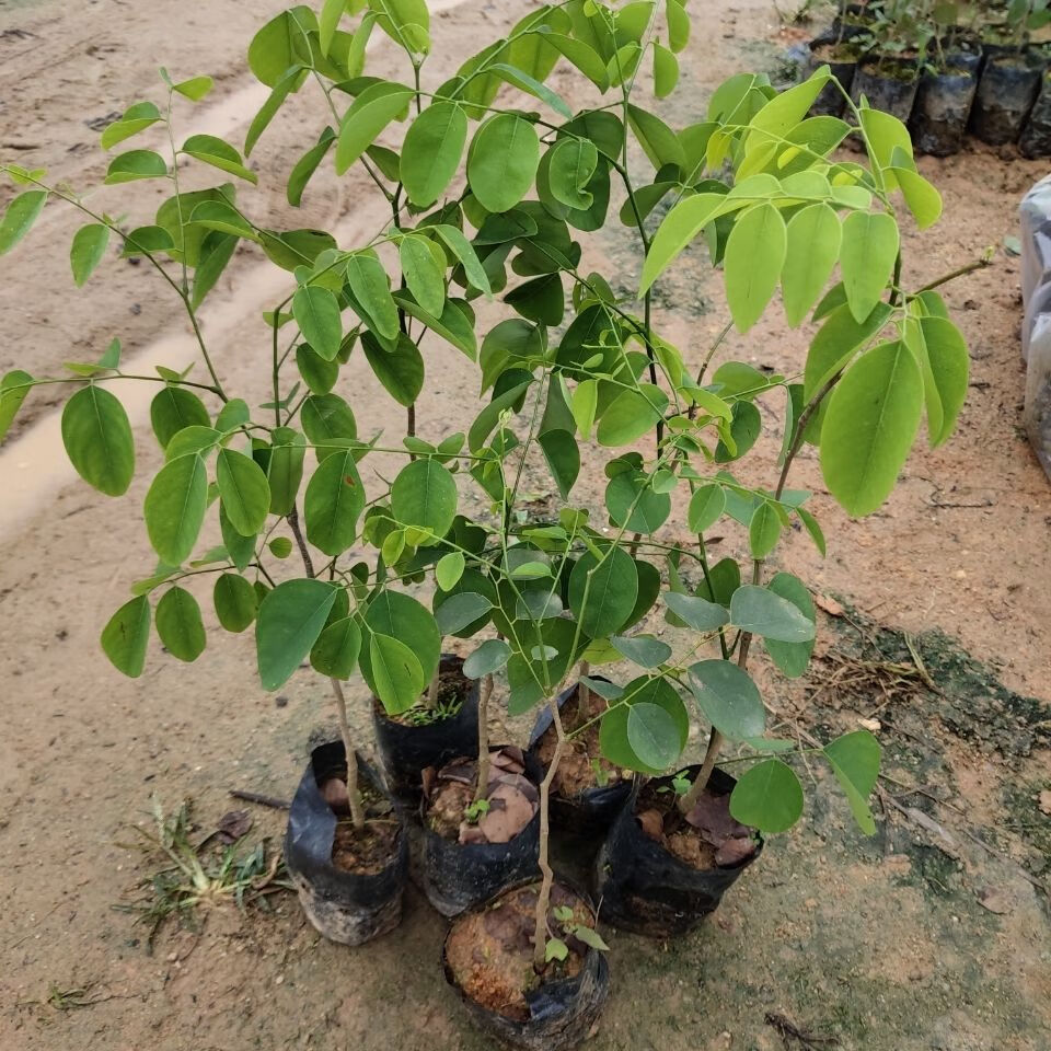 名贵珍稀树苗老挝大红酸枝苗交趾黄檀树苗酸枝木苗苗木庭院树苗120一