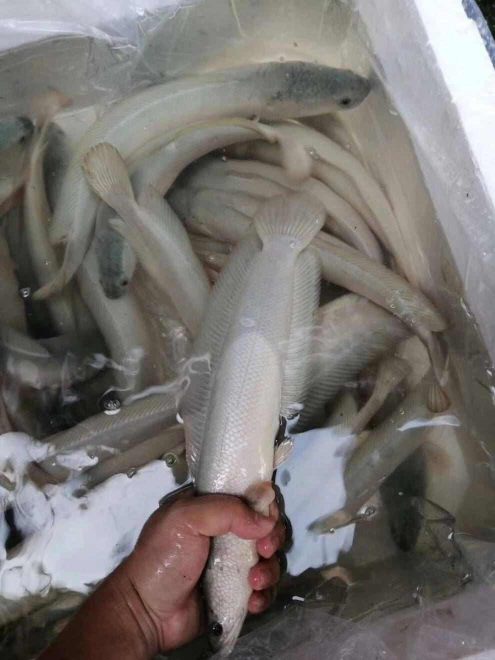 秋颖 白甲雷龙 白乌鱼 白乌鱼苗 白化黑鱼 活体观赏鱼 淡水凶猛鱼 白