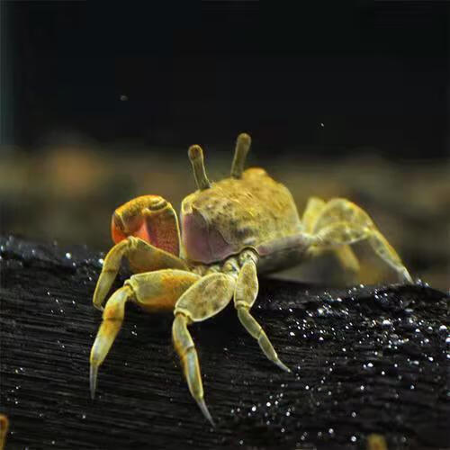 迷你辣椒蟹活体桌面宠物好养观赏蟹宠物蟹吃虫除藻淡水蟹爬行动物辣椒