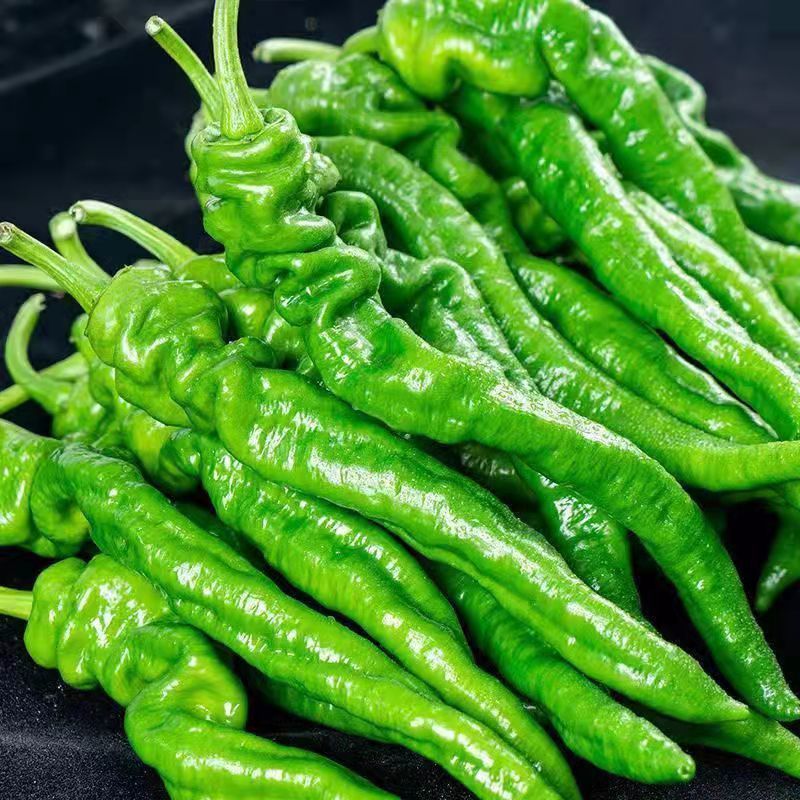 螺丝椒现摘现发新鲜辣椒薄皮螺丝椒香辣皱皮椒二两辣椒批发微辣新鲜