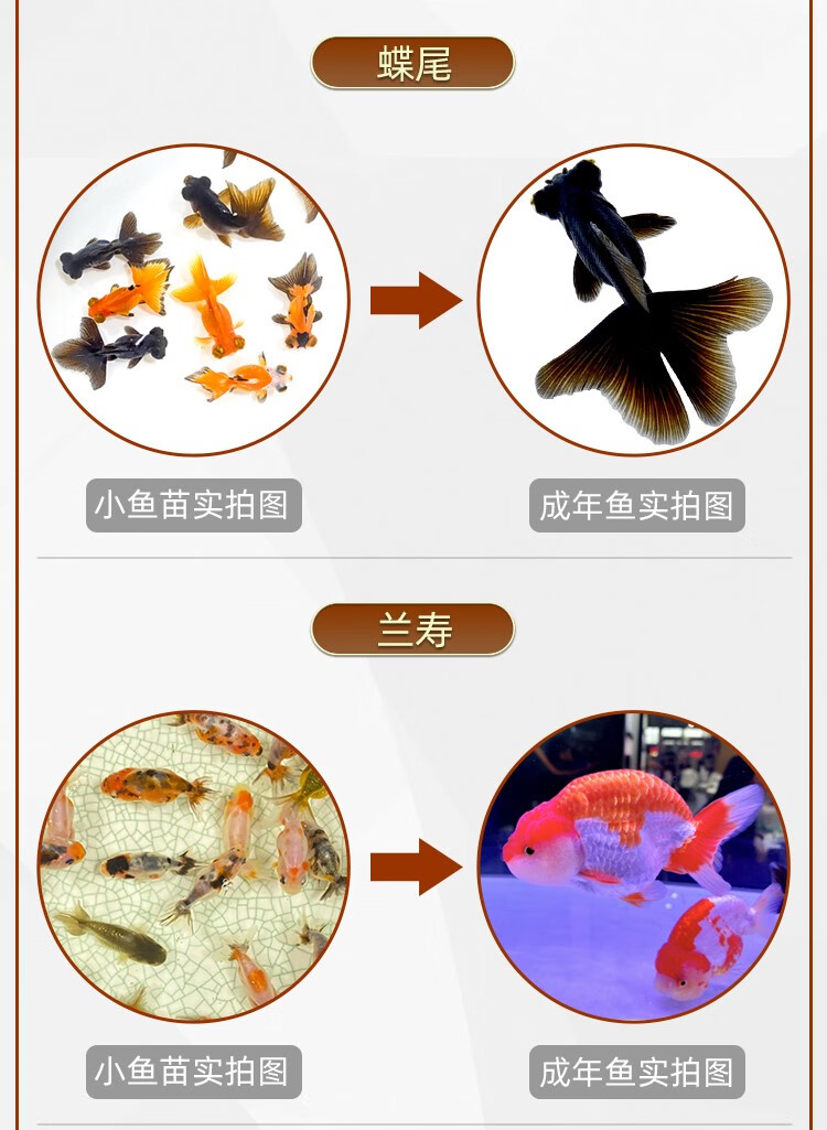 不加温冷水鱼观赏鱼淡水鱼活体金鱼好养耐活鱼苗兰寿锦鲤金鱼活鱼小