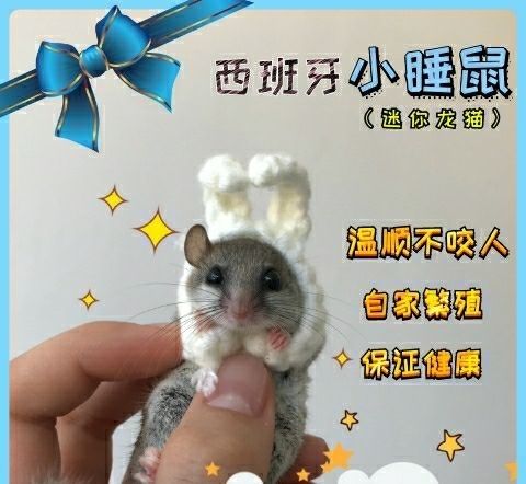 荣郁抖音快手网红自家养殖的西班牙睡鼠拇指鼠口袋睡鼠宿舍活体小宠物