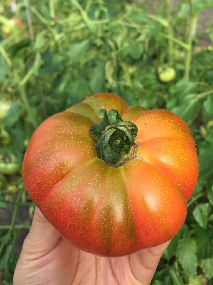 草莓柿子大连旅顺特产自然熟孕妇生吃水果绿腚西红柿碱地铁皮柿子3斤
