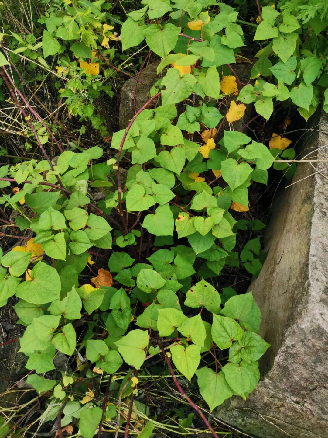 四川新鲜现挖野荞麦根2斤土三七疙瘩装苦荞麦根 野生天荞麦金开锁 种
