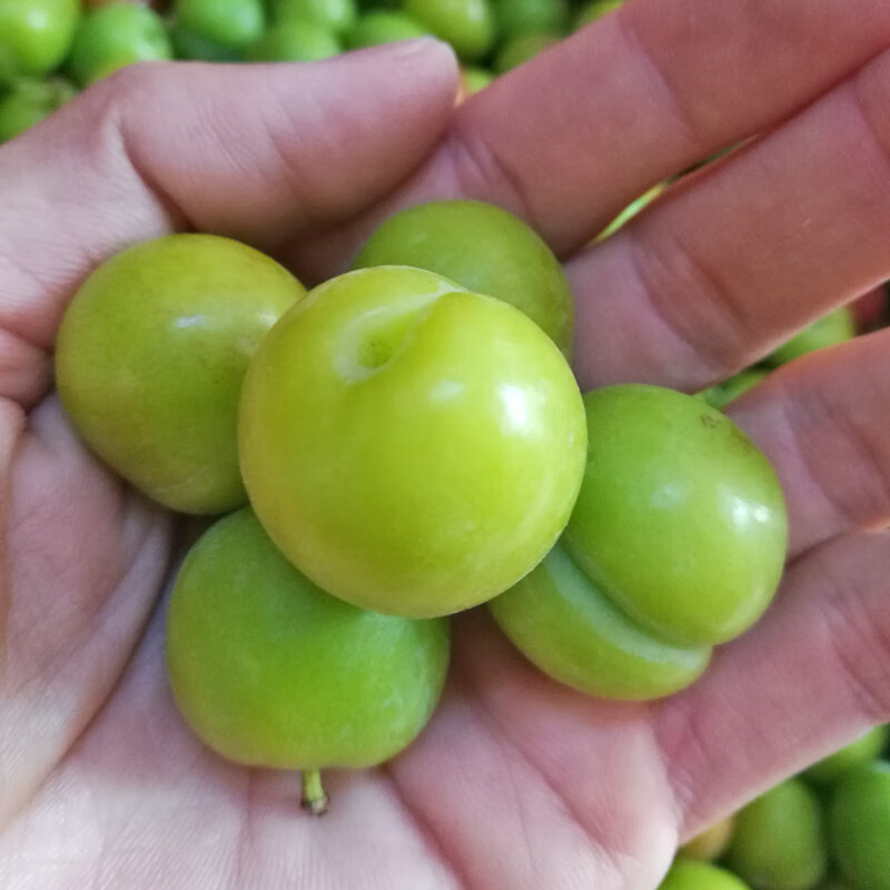 适用于新鲜现货青李子青脆酸甜李子三月李果当季孕妇