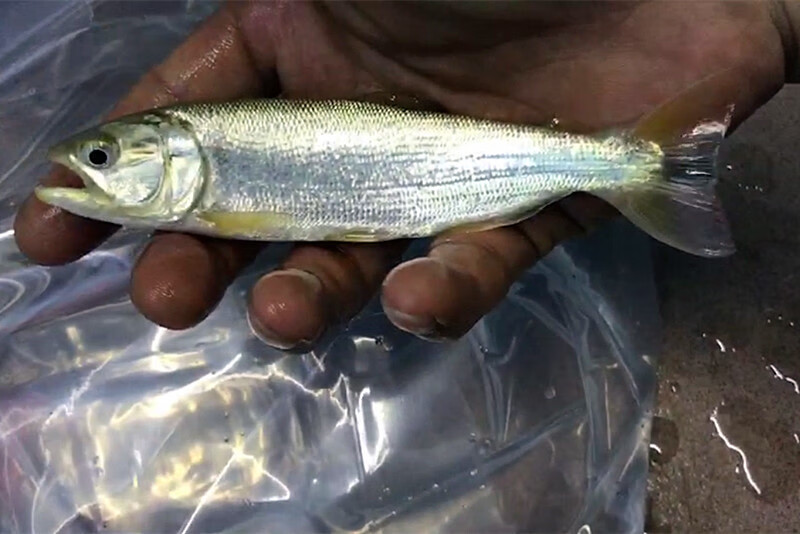 ajaj大型加拉辛猛鱼活体 白金猛鱼 黄金猛鱼 黄金河虎 哥伦比亚巨暴鱼