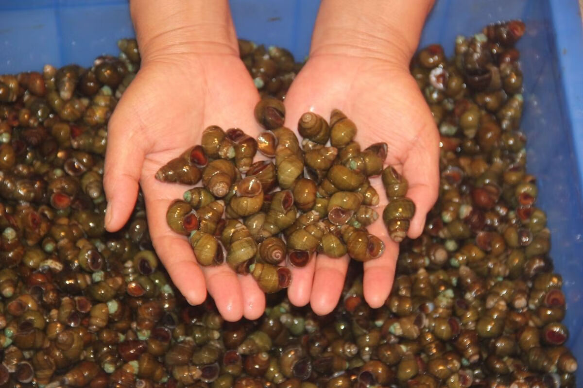 淡水螺田螺活体包活石螺泥螺蛳粉螺丝肉鲜活夜宵麻辣