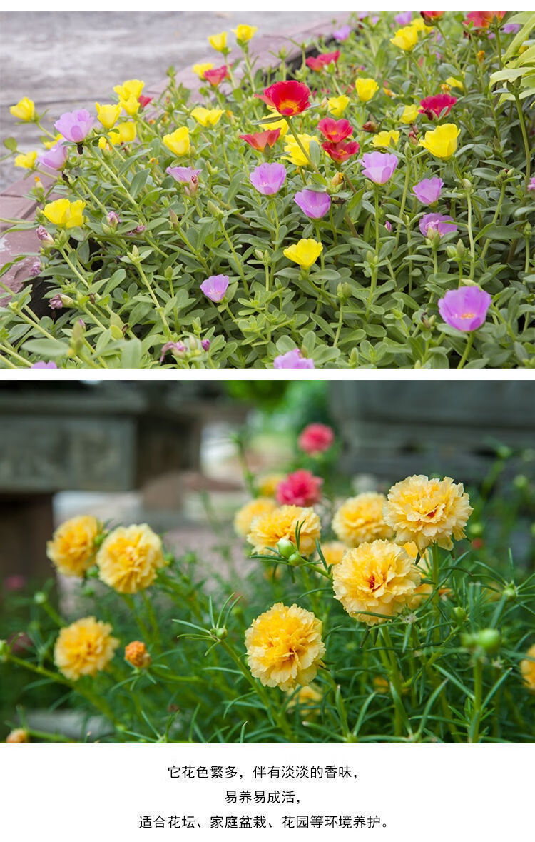 带花苞发货太阳花苗混色重瓣四季开花阳台盆栽花卉绿植物室外庭院