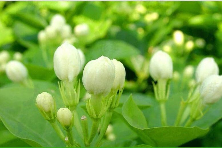 庭院茉莉花盆栽花卉植物室內帶花苞虎頭茉莉花苗雙色茉莉陽臺盆栽銀絲