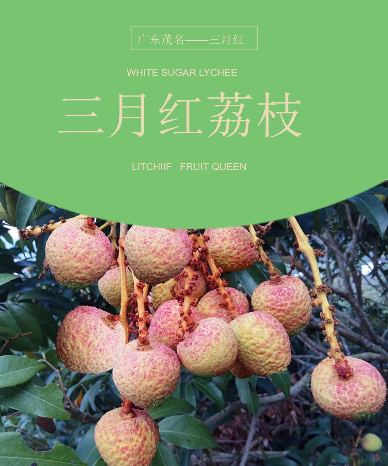 青樱红荔现货新鲜荔枝茂名高州三月红荔枝酸甜水果新鲜应季水果荔枝