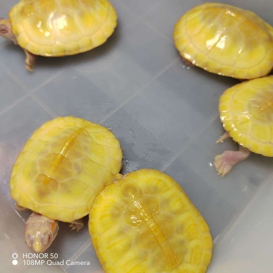 黄金白化巴西龟焦糖黑珍珠变异白化黄化暗红眼观赏巴西活体78厘米