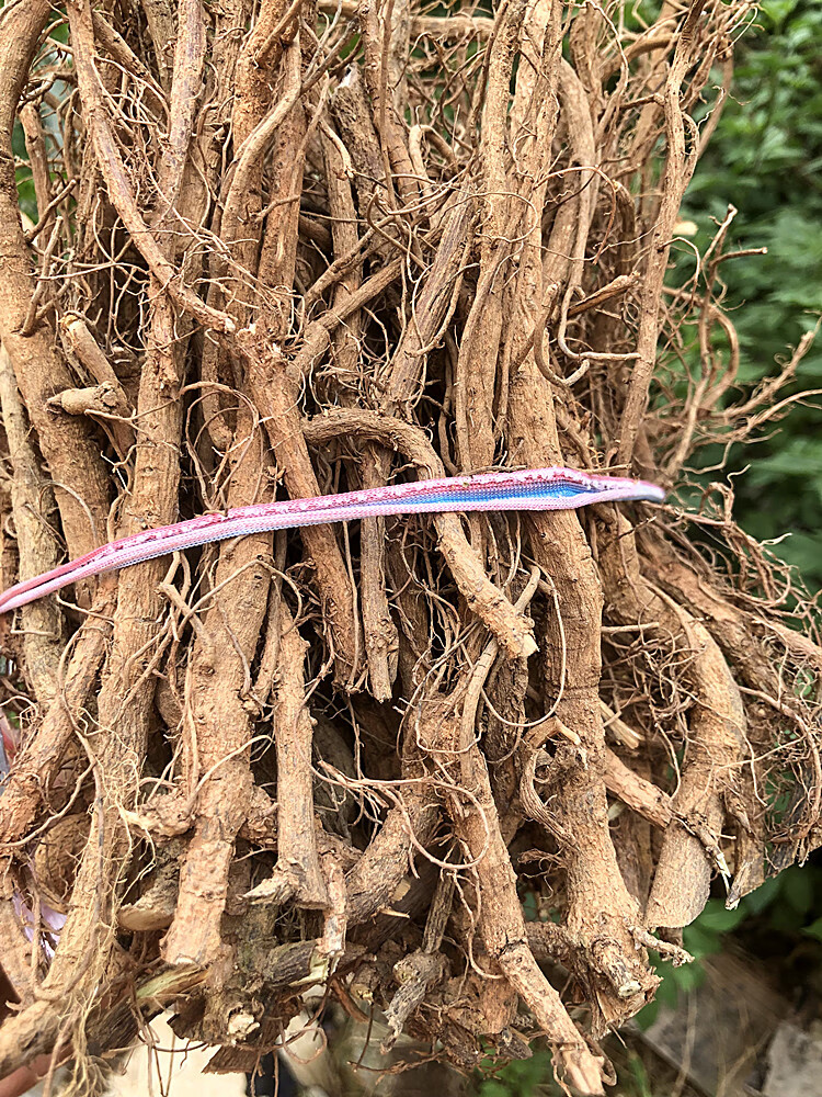 含羞草根今年新晒含羞根中药材害羞草含羞草纯根纯头部干货整颗害羞