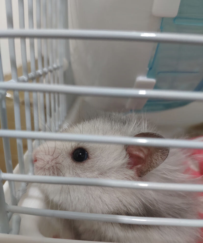 长毛仓鼠长毛熊家养科学喂养稀有熊可上手体质好长毛纯银米熊金丝