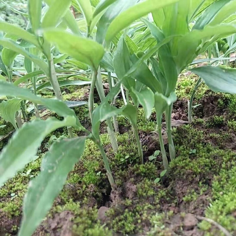 药材种子种苗老虎姜种苗高杆姜型不倒苗黄精种子鸡头黄精去皮净种500g