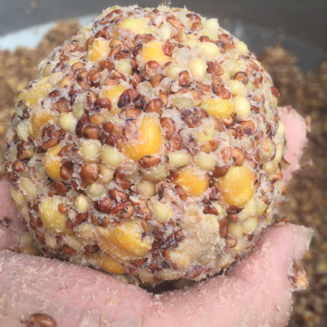 koraba发酵玉米小麦窝料玉米鱼饵料野钓鲫鱼鲤鱼草鱼青鱼扁鱼打窝料