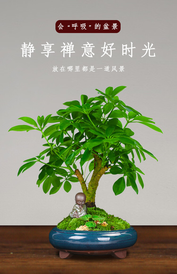 七叶莲盆栽植物鹅掌柴老桩鸭掌木好养室内鸭爪木大鸭脚木绿植 金露盆