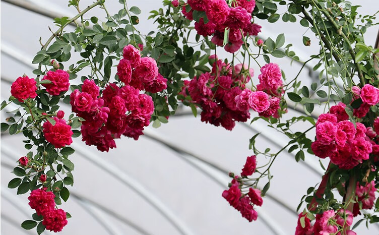 欧月藤本红木香大苗爬藤月季四季开花别墅庭院爬墙植物蔷薇花苗 红木