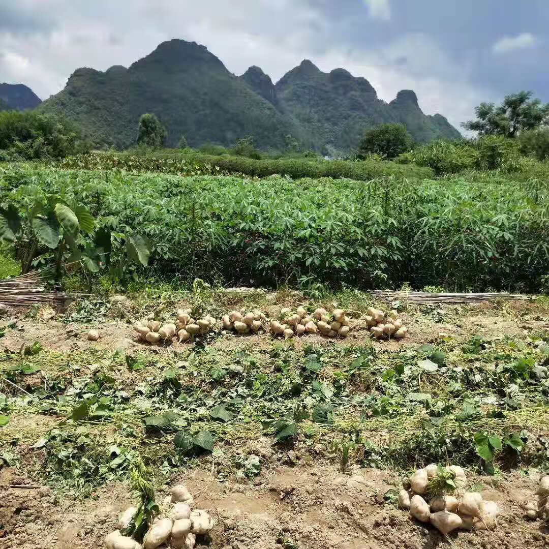 时令孕妇水果农家新鲜凉薯地瓜现挖白地瓜沙葛地萝卜脆甜多汁1斤试吃