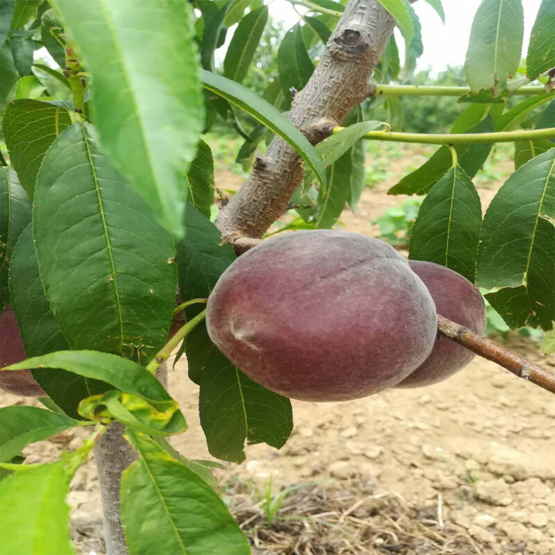 黑桃皇后苗新品种果树中华黑桃王嫁接苗特大桃苗当年结果桃树果苗黑桃