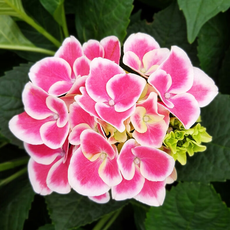 绣球花盆栽 帝沃利八仙绣球花大苗盆栽四季阳台庭院冬季耐寒型花卉