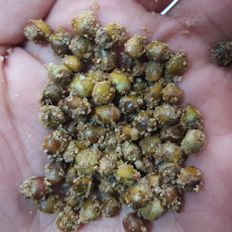 曼地亚红豆杉树种子正宗沙藏东北方南方红豆杉种子 包发芽 沙藏南方