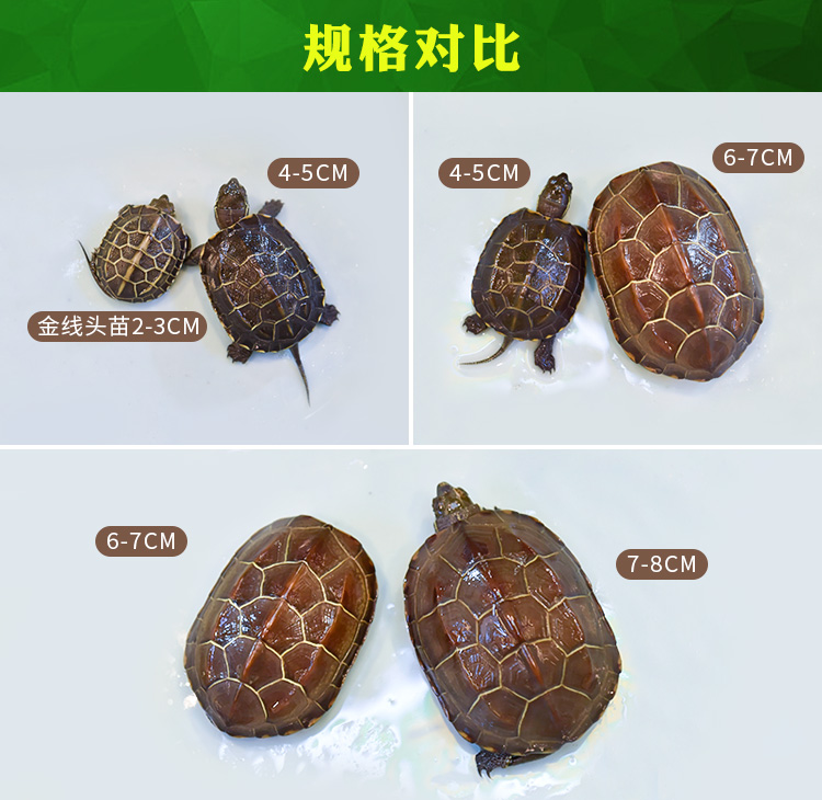 金钱乌龟活物南石龟苗 金钱石金钱苗纯种石金钱大龟自养石 精品黑腹