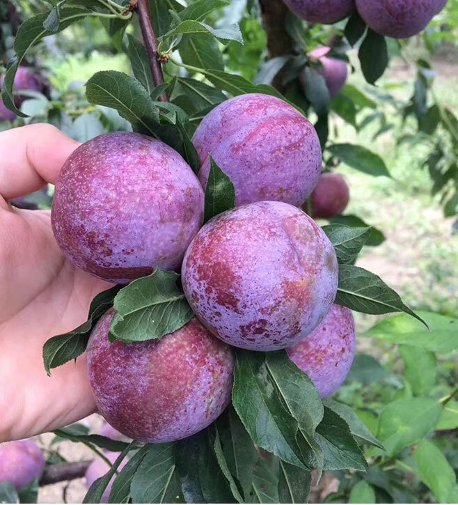 2斤装现货红心三华李现摘新鲜酸脆李子水果银妃