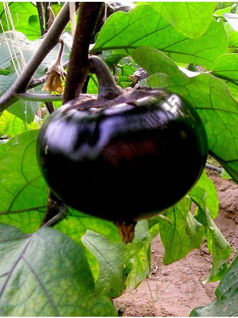 紫黑圆茄现摘现发农家茄子新鲜应季蔬菜圆茄子5斤圆茄