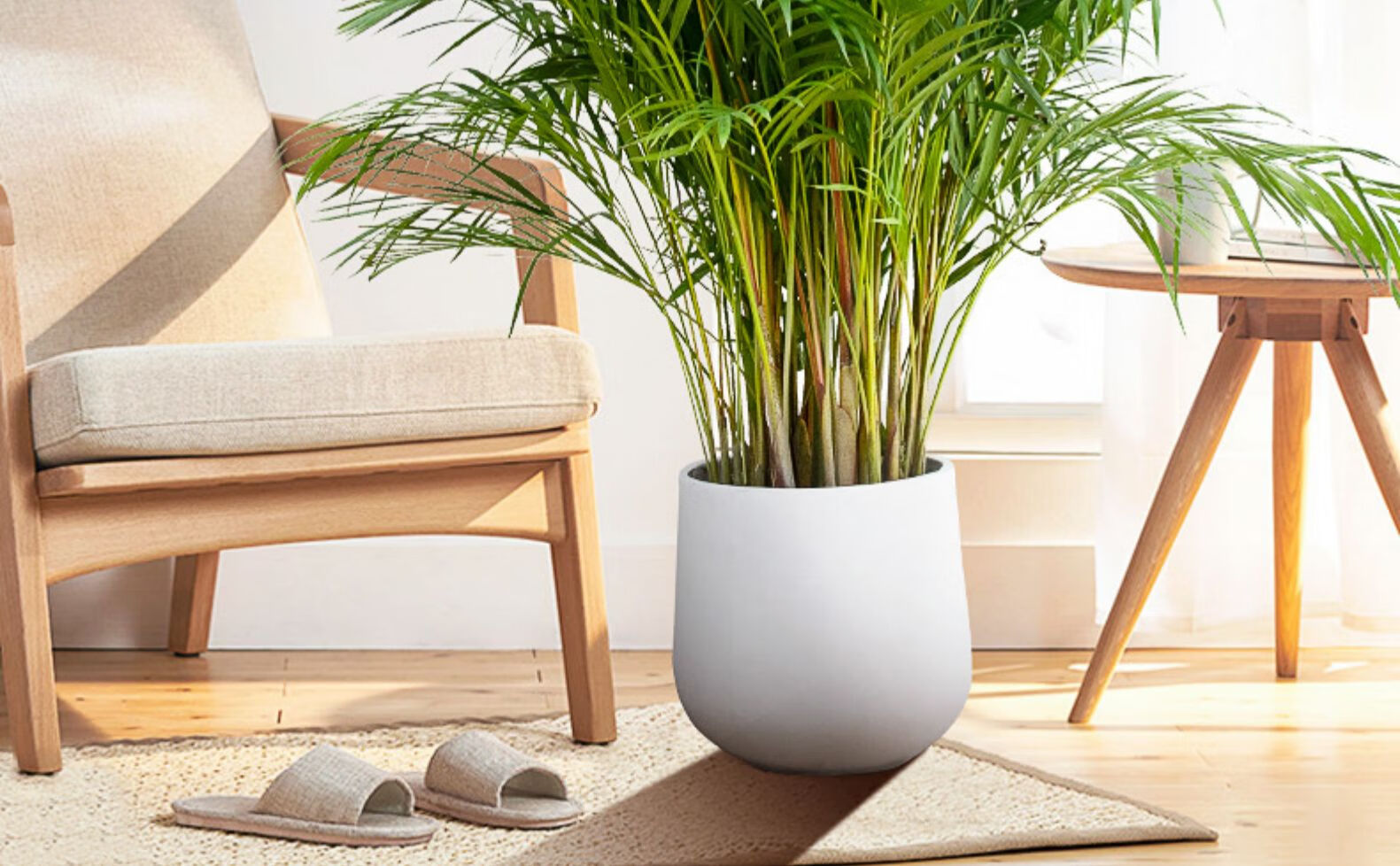 蔷薇谷散尾葵盆栽室内客厅大办公室型绿植凤尾竹吸甲醛加湿净化空气