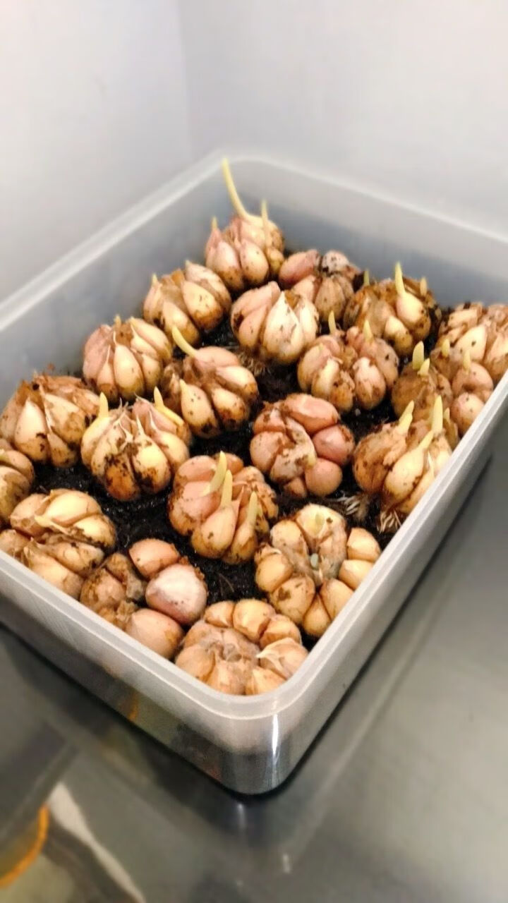 可以发芽的大蒜大蒜种子蒜苗蒜黄专用可出蒜薹带芽发货三斤小号四厘米