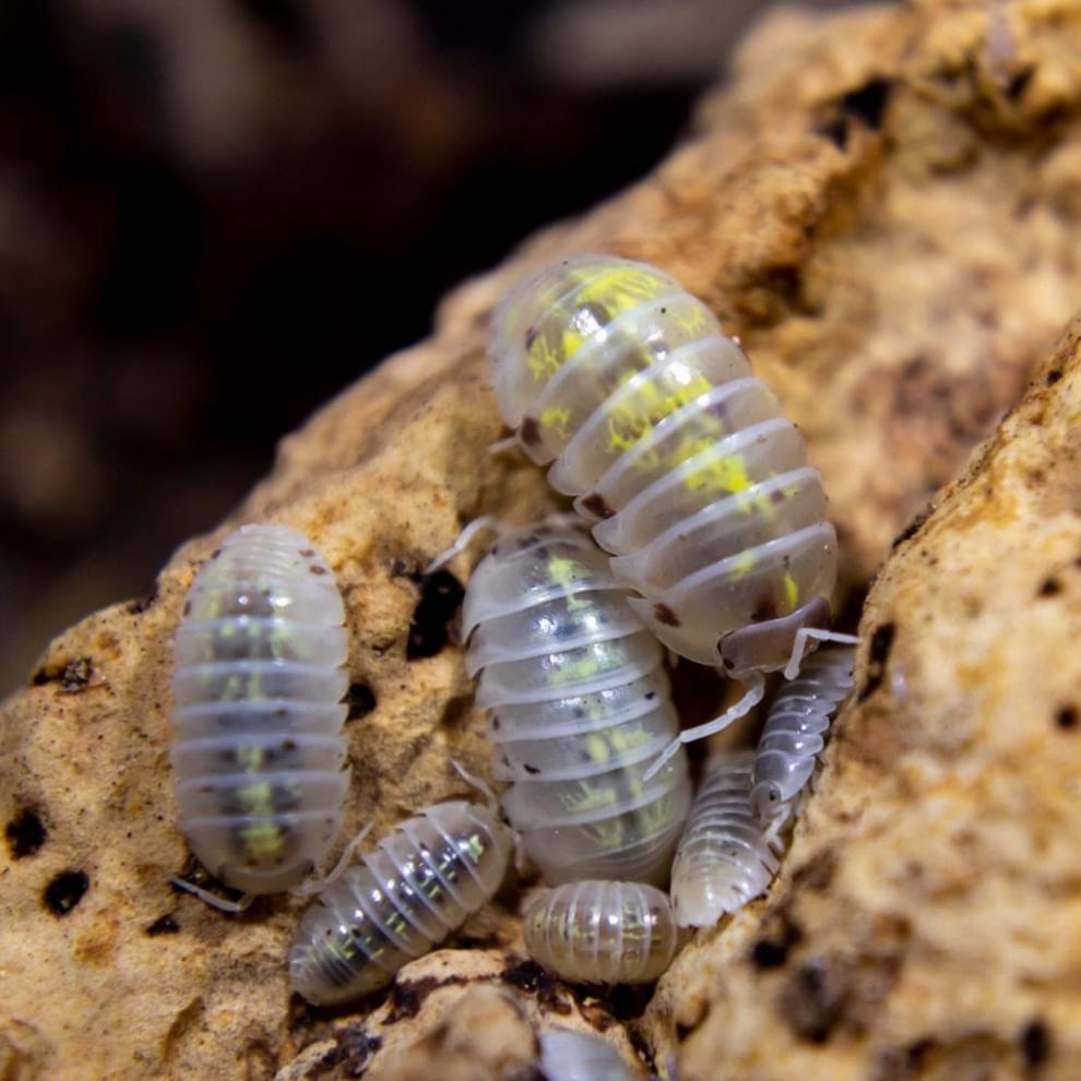 包活 鼠婦活蟲寵物潮蟲子西瓜蟲溼溼蟲 昆蟲爬寵 學 生物實驗 套餐一