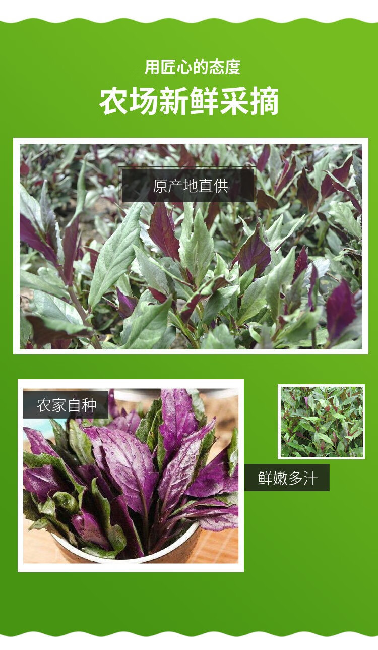 紫背天葵的功效与图片图片