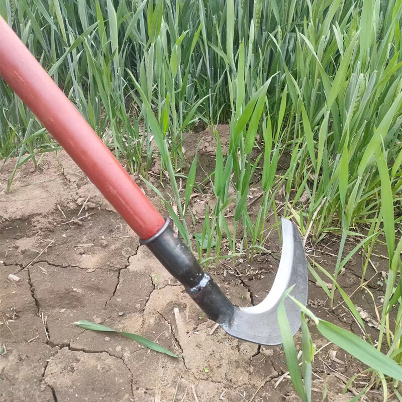 农用镰刀大号割草刀锰钢大镰刀头户外割杂草刀牧草打草割芦苇衫刀 60