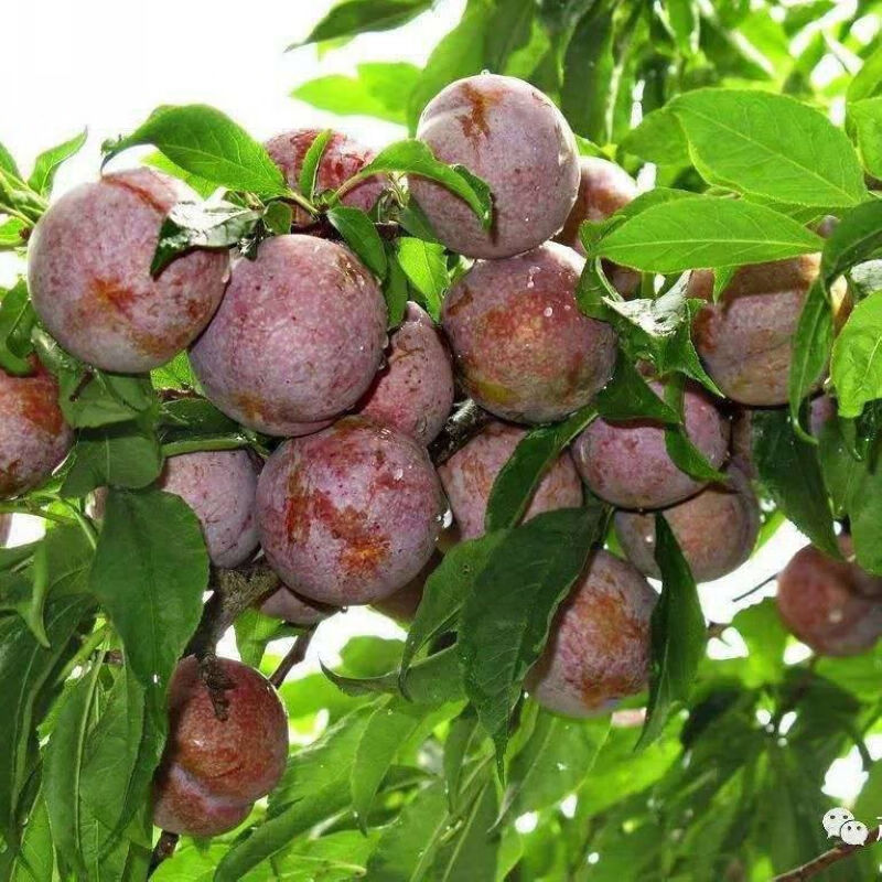 正宗广西酸脆红心三华李水果新鲜当季李子现摘1-5斤装 三月李(5斤装)