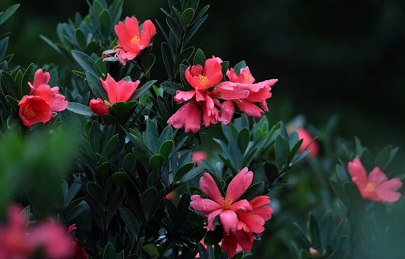 四季杜鹃红山茶山茶花盆栽花卉植物室内花带花苞庭院树苗名贵花苗苗