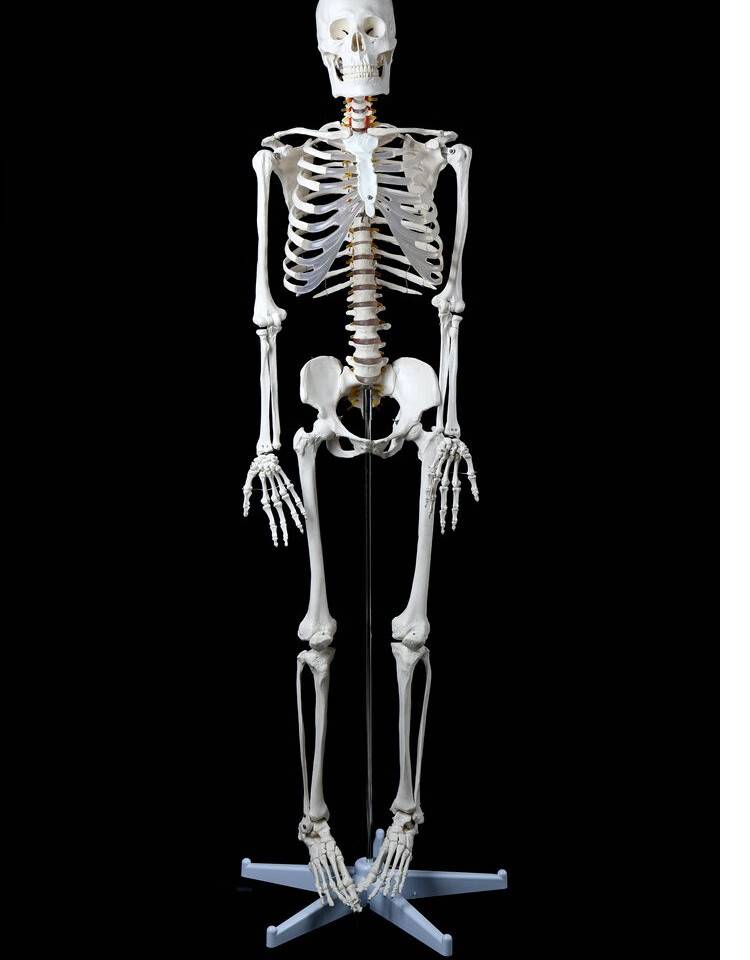 标准医学170cm180人体全身骨骼模型 骷髅骨架标本脊柱 170骨骼附肌肉