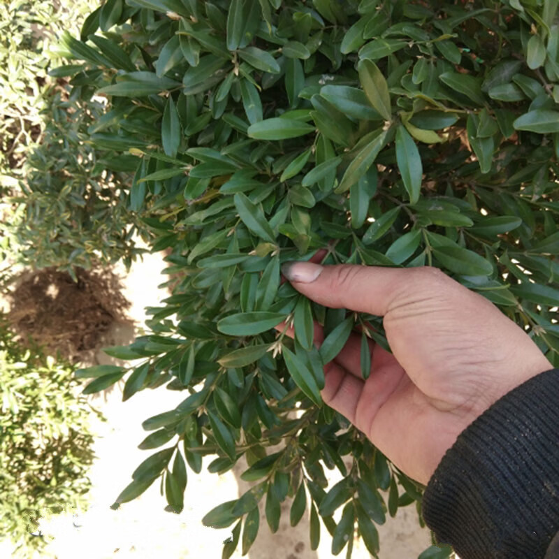 雀舌黄杨小苗 雀舌黄杨盆景 雀舌黄杨球 绿化苗木 1.5米球 不含盆