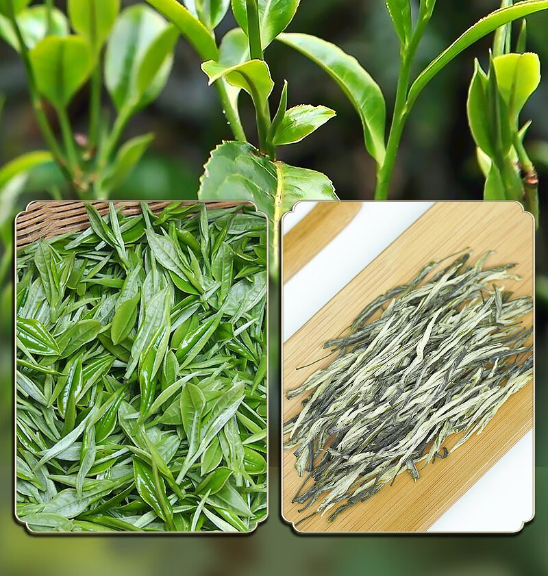 绿茶2022新茶特级云南绿茶香针松针毛尖春尖毛峰绿茶叶浓香型250g散装