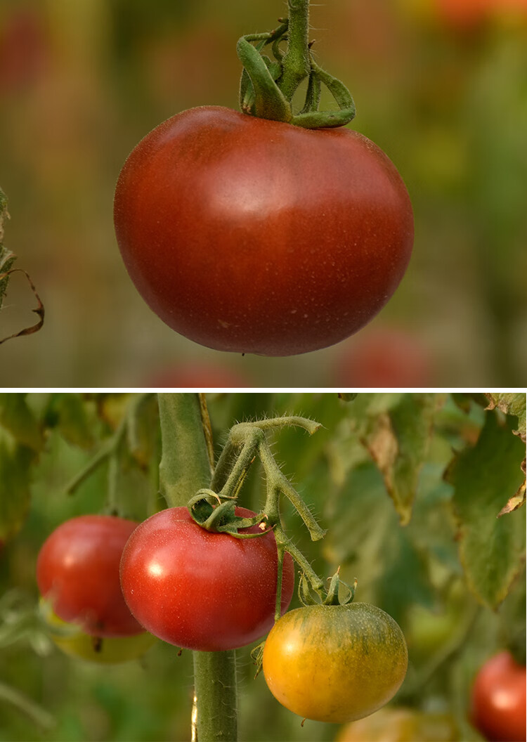 密云西红柿原味1号西红柿小番茄甜酸爽口自然成熟柿子新鲜蔬菜3斤3斤