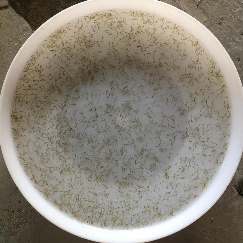 荣郁 鲫鱼水花苗鲈鱼水花罗非鱼水花草鱼水花花鲢白鲢鲤鱼水花活体