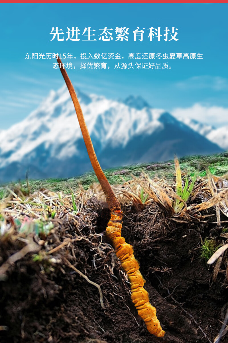 东阳光冬虫夏草 4~5根/克冻干锁鲜正品虫草滋补品虫草礼盒10g 无断草