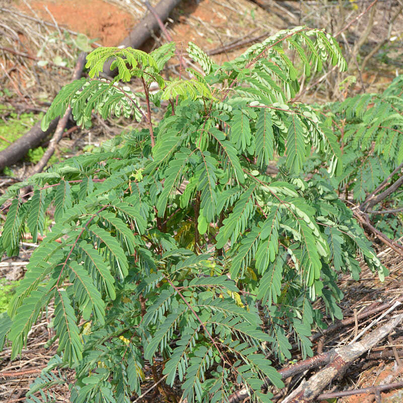 浙江野生斗米虫倒督黄狼虫黄寮刺虫滋补营养代烤买5条野生鸟雀不踏刺