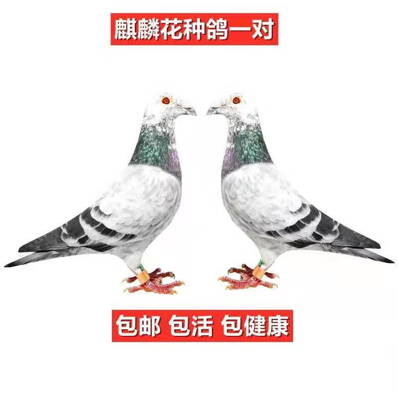 观赏鸽蝴蝶背异色信鸽幕利门火凤凰黄金甲黑金刚国血李鸟吴淞鸽子