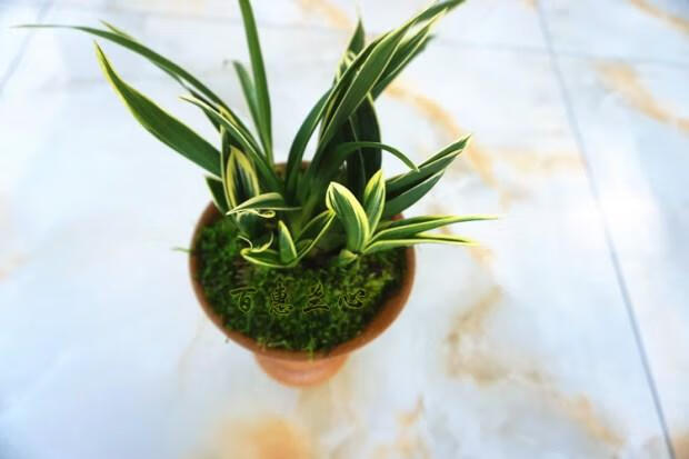 亏本价兰花金边矮种金凤凰精品四季兰花建兰名品圆尾艺 金凤凰圆尾艺